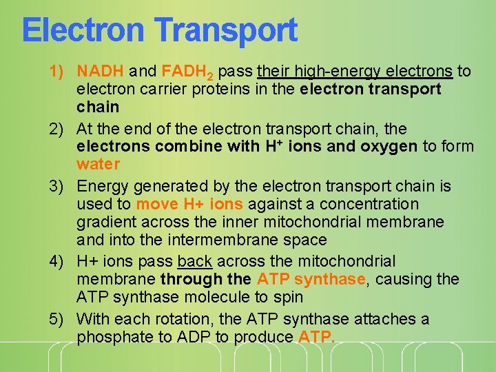 Electron Transport 1) NADH and FADH 2 pass their high-energy electrons to electron carrier