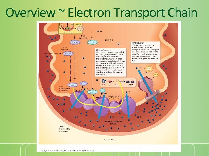 Overview ~ Electron Transport Chain 