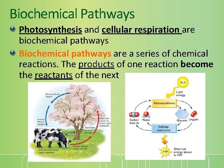 Biochemical Pathways Photosynthesis and cellular respiration are biochemical pathways Biochemical pathways are a series