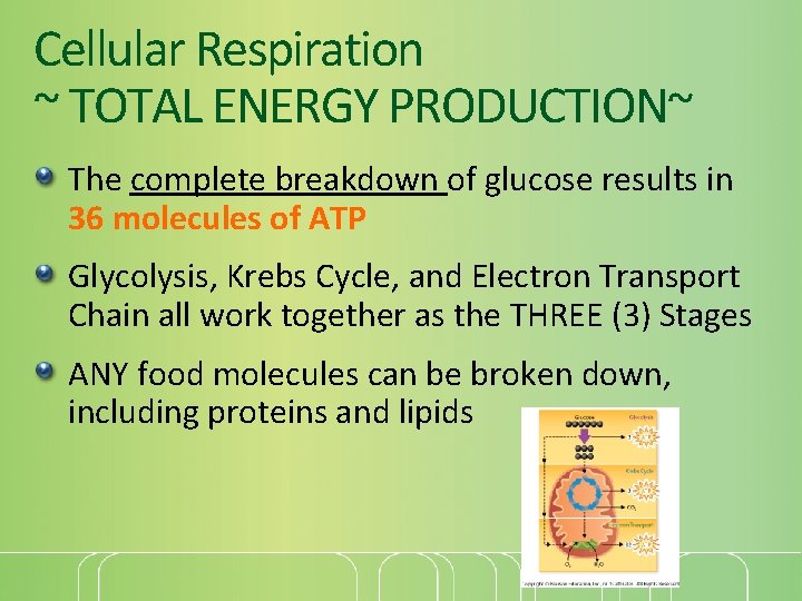 Cellular Respiration ~ TOTAL ENERGY PRODUCTION~ The complete breakdown of glucose results in 36