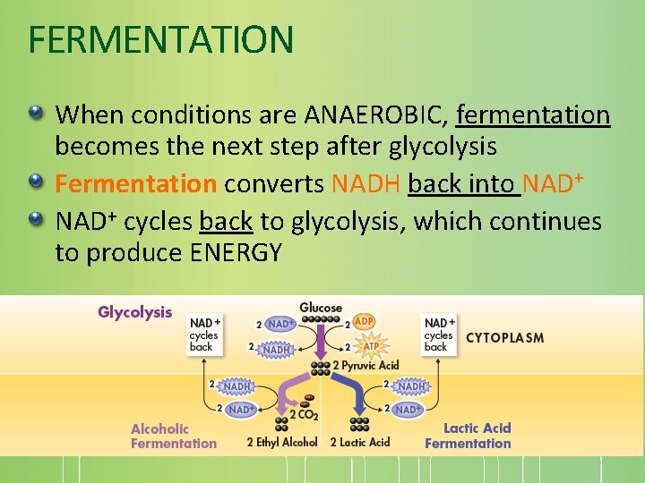 FERMENTATION When conditions are ANAEROBIC, fermentation becomes the next step after glycolysis Fermentation converts