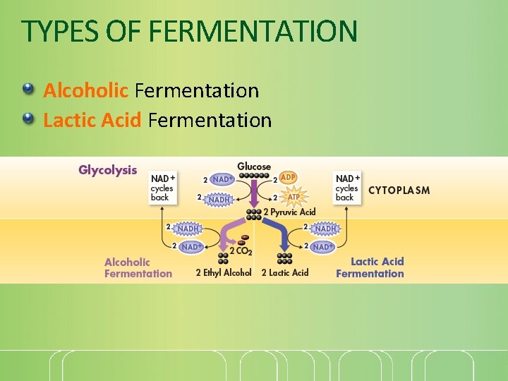 TYPES OF FERMENTATION Alcoholic Fermentation Lactic Acid Fermentation 