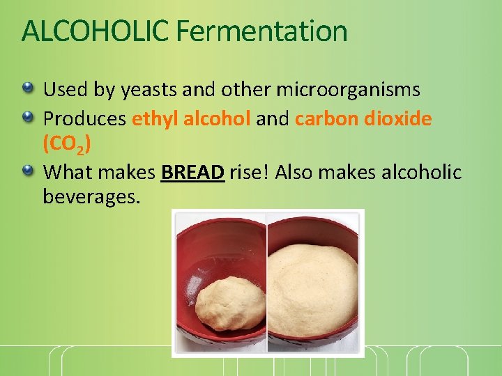 ALCOHOLIC Fermentation Used by yeasts and other microorganisms Produces ethyl alcohol and carbon dioxide
