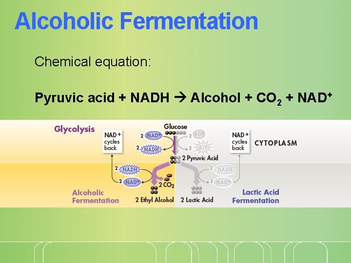 Alcoholic Fermentation Chemical equation: Pyruvic acid + NADH Alcohol + CO 2 + NAD+