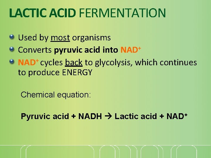 LACTIC ACID FERMENTATION Used by most organisms Converts pyruvic acid into NAD+ cycles back