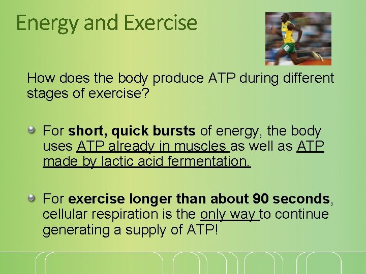 Energy and Exercise How does the body produce ATP during different stages of exercise?