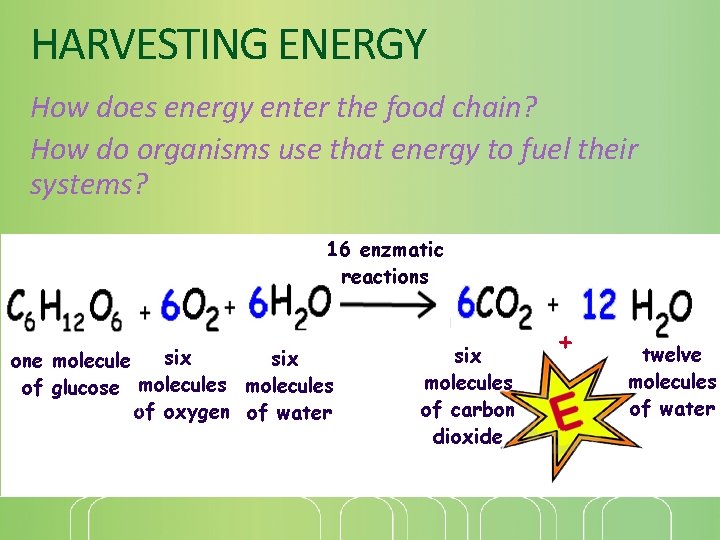 HARVESTING ENERGY How does energy enter the food chain? How do organisms use that