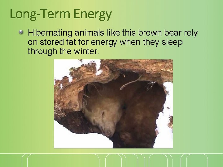 Long-Term Energy Hibernating animals like this brown bear rely on stored fat for energy