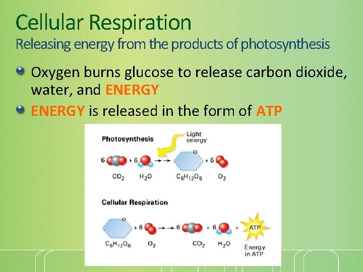 Cellular Respiration Releasing energy from the products of photosynthesis Oxygen burns glucose to release