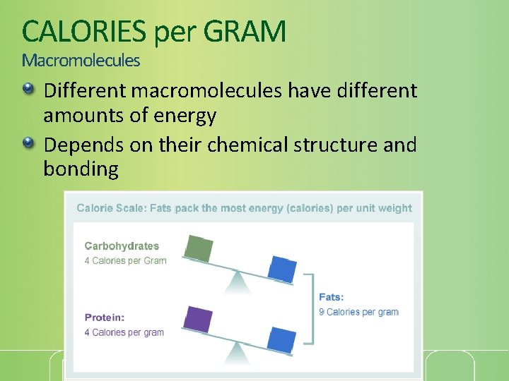 CALORIES per GRAM Macromolecules Different macromolecules have different amounts of energy Depends on their