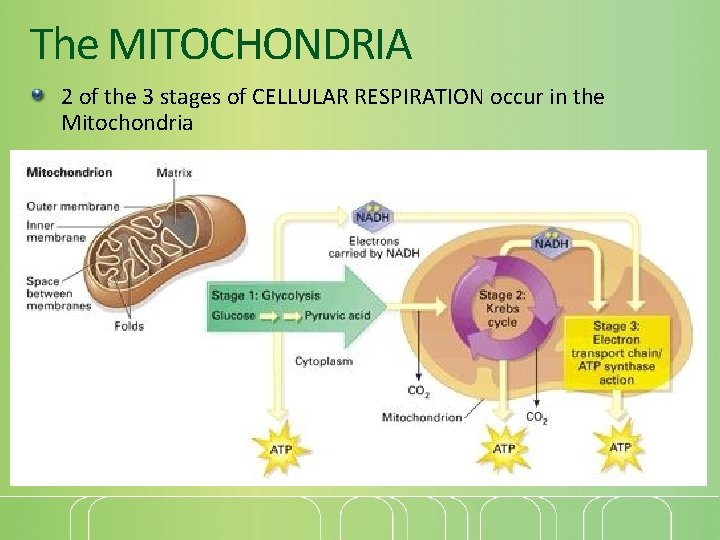 The MITOCHONDRIA 2 of the 3 stages of CELLULAR RESPIRATION occur in the Mitochondria