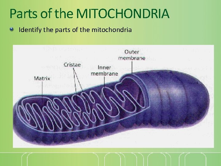 Parts of the MITOCHONDRIA Identify the parts of the mitochondria 