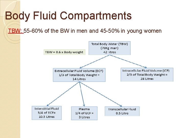 Body Fluid Compartments TBW: 55 -60% of the BW in men and 45 -50%