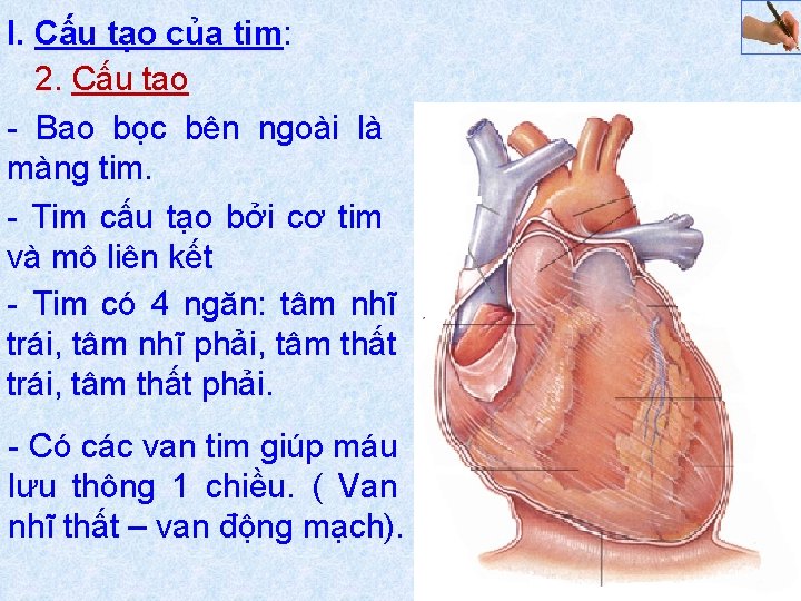 I. Cấu tạo của tim: 2. Cấu tạo Bao bọc bên ngoài là màng