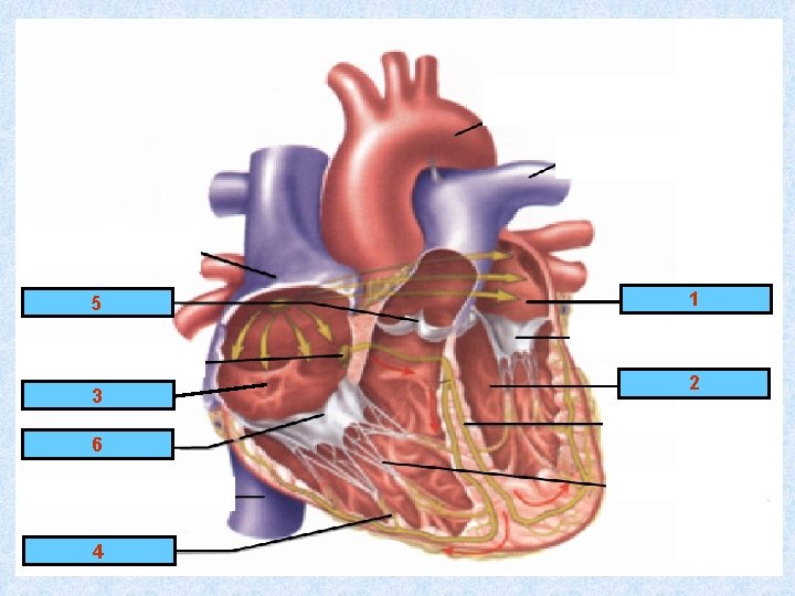5 VAN ĐỘNG MẠCH 3 T M NHĨ PHẢI 6 VAN NHĨ THẤT 4