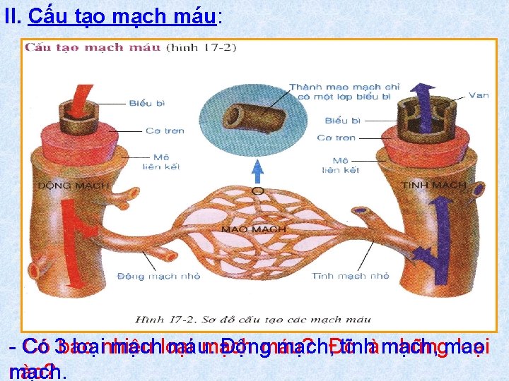 II. Cấu tạo mạch máu: Có 3 bao loạinhiêu mạchloại máu: mạch Độngmáu? mạch,