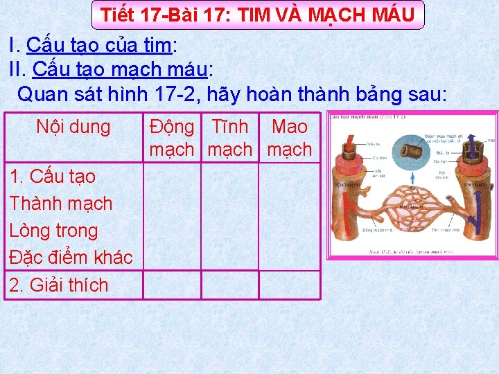 Tiết 17 -Bài 17: TIM VÀ MẠCH MÁU I. Cấu tạo của tim: II.