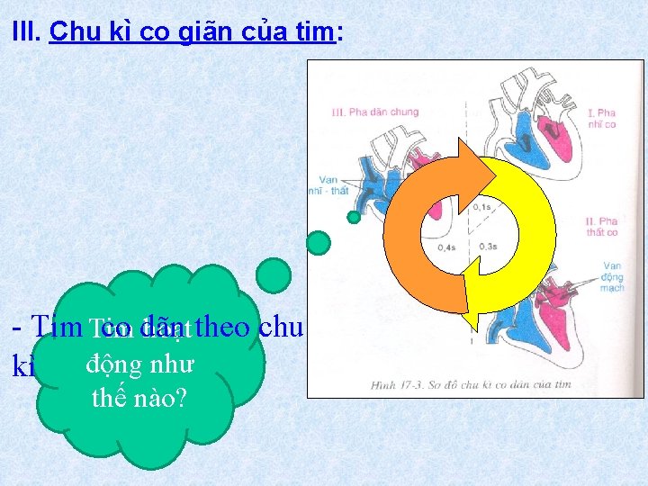 III. Chu kì co giãn của tim: - Tim co dãn hoạt theo chu