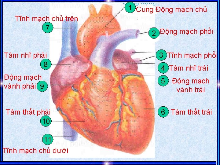1 Cung Động mạch chủ Tĩnh mạch chủ trên 7 2 Động mạch phổi