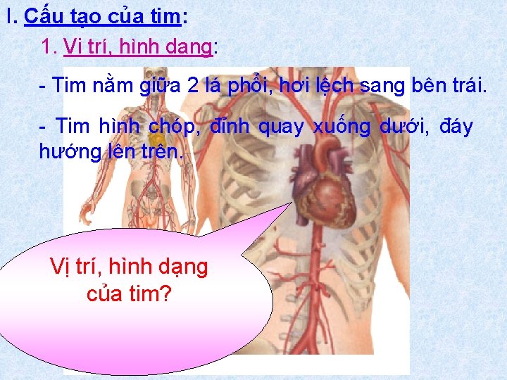 I. Cấu tạo của tim: 1. Vị trí, hình dạng: Tim nằm giữa 2