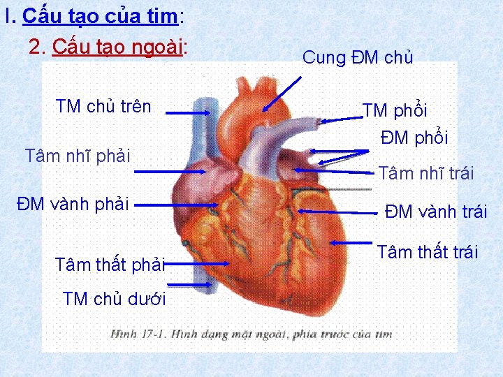 I. Cấu tạo của tim: 2. Cấu tạo ngoài: TM chủ trên Tâm nhĩ