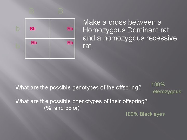 B B b Bb Bb Make a cross between a Homozygous Dominant rat and