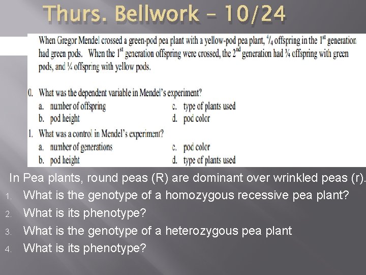 Thurs. Bellwork – 10/24 IFC In Pea plants, round peas (R) are dominant over