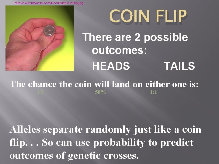 http: //www. arborsci. com/Cool. Stuff/Coin. Flip. jpg COIN FLIP capital There are 2 possible