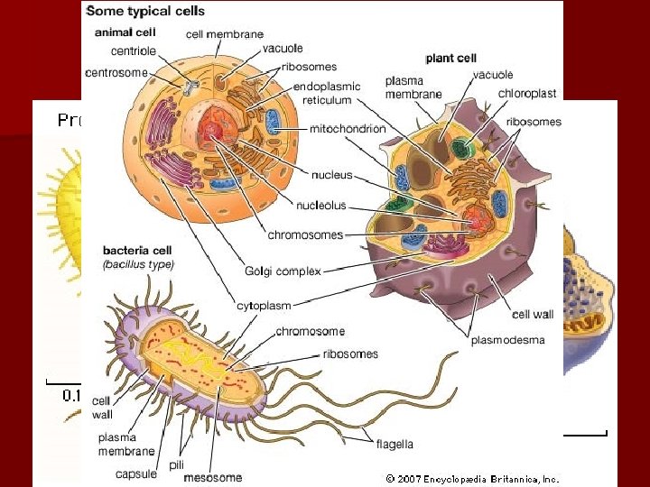 2 Types of Cells Prokaryotes- Kingdoms Eubacteria and Archebacteria- all the bacteria, all the