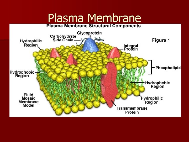 Plasma Membrane The plasma membrane is made of 2 layers of lipid with proteins