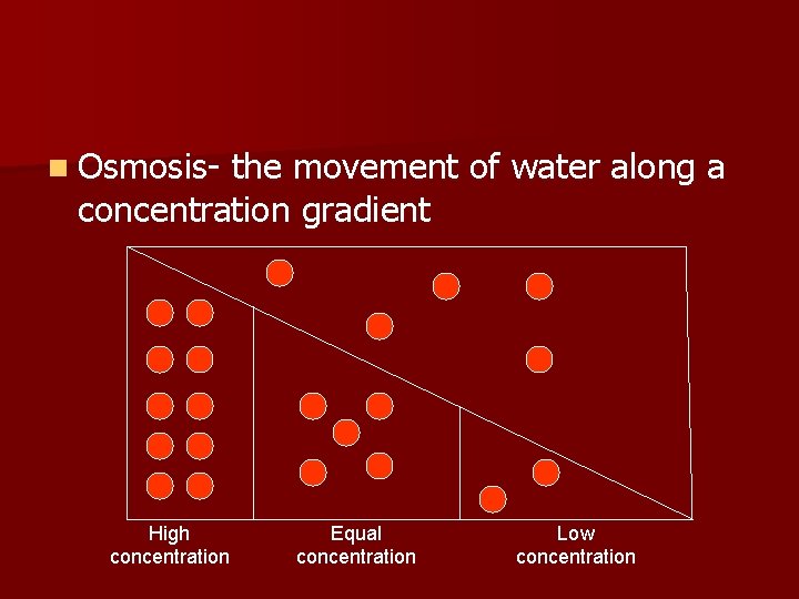 n Osmosis- the movement of water along a concentration gradient High concentration Equal concentration