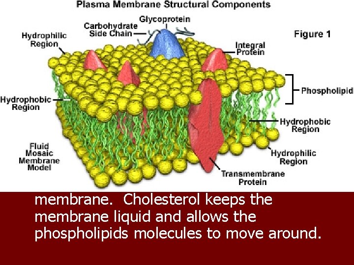 n These phospholipids in the membrane line themselves up with the polar phosphates facing