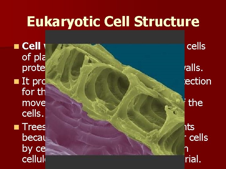 Eukaryotic Cell Structure n Cell walls: A solid covering around cells of plants, fungi,
