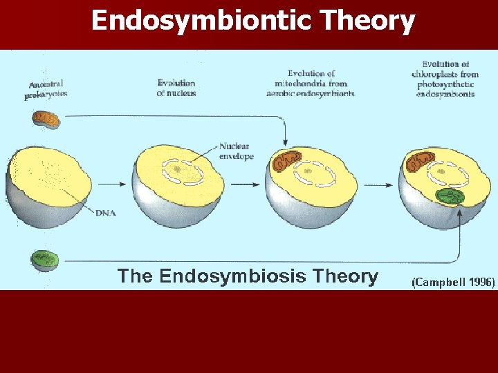 Endosymbiontic Theory Endosymbiontic theory- proposed in the 1960’s by Lynn Margulis (p. 392). The
