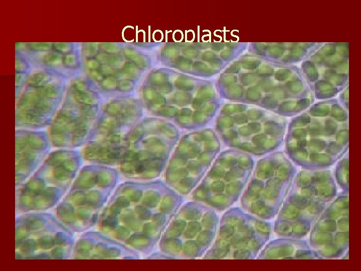 Chloroplasts Chloroplast- found in plants, and some protests and some bacteria. This allows the