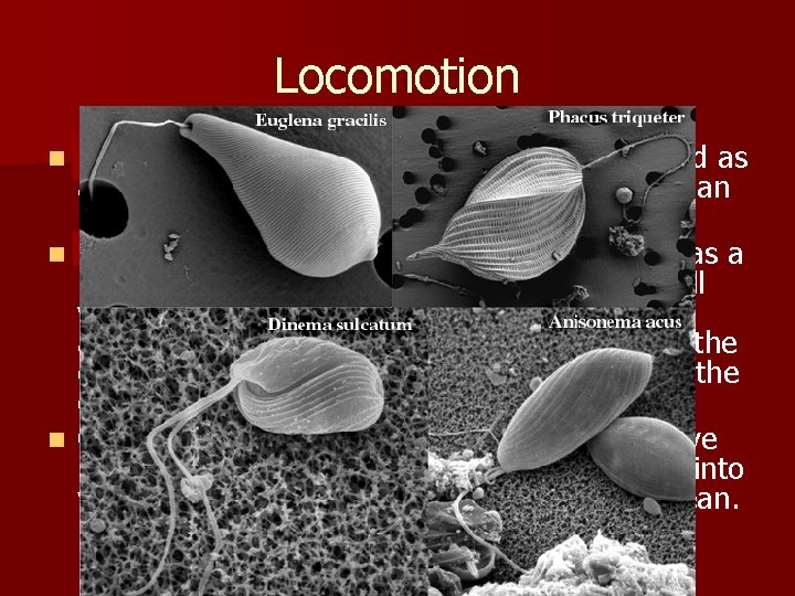 Locomotion n Flagella- a long tail like structure that is used as a “paddle”
