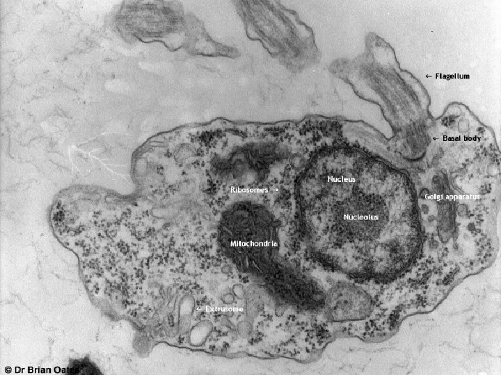 Organelles n n n Organelle- a structure inside a cell that is surrounded by