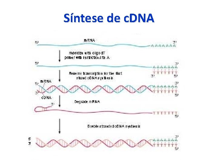 Síntese de c. DNA 