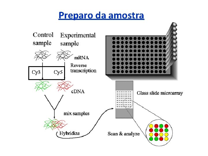 Preparo da amostra 