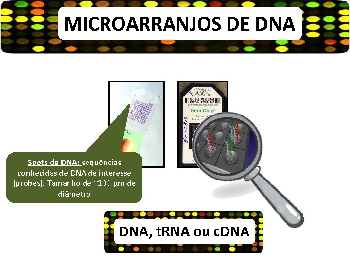MICROARRANJOS DE DNA Spots de DNA: sequências conhecidas de DNA de interesse (probes). Tamanho