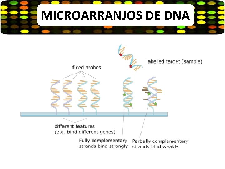MICROARRANJOS DE DNA 