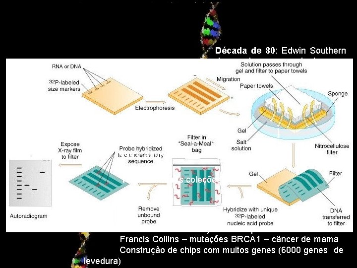 Década de 80: Edwin Southern desenvolveu e patenteou a técnica 1991: Cientistas desenvolvem os