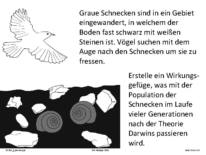 Graue Schnecken sind in ein Gebiet eingewandert, in welchem der Boden fast schwarz mit