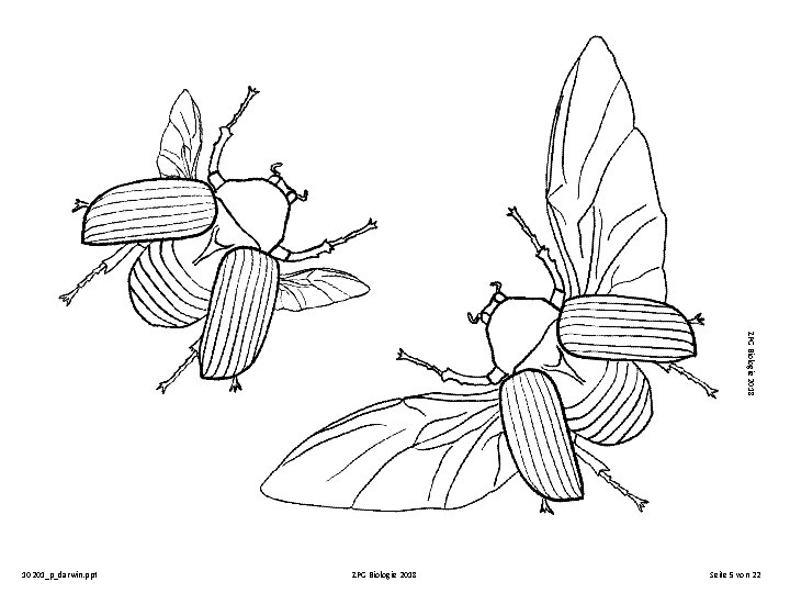 ZPG Biologie 2018 10201_p_darwin. ppt ZPG Biologie 2018 Seite 5 von 22 