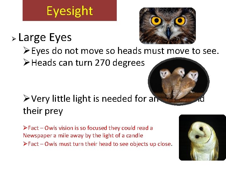 Eyesight Ø Large Eyes ØEyes do not move so heads must move to see.