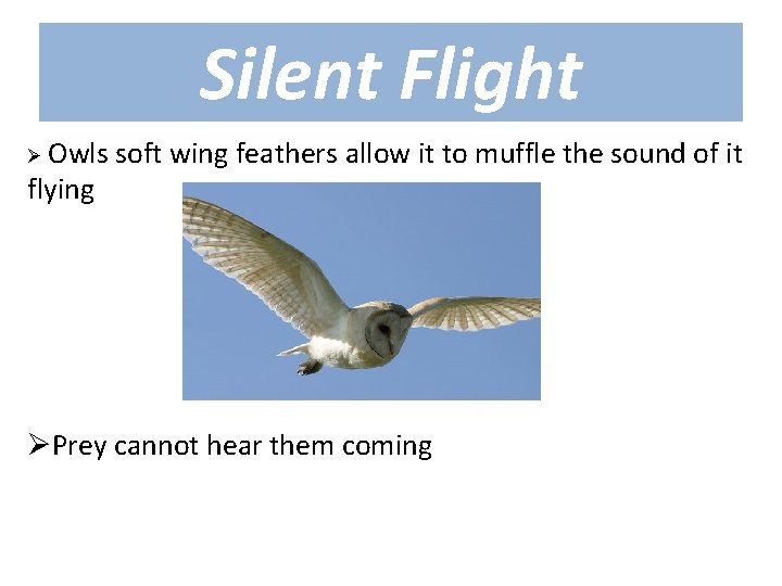 Silent Flight Ø Owls flying soft wing feathers allow it to muffle the sound