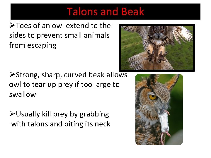 Talons and Beak ØToes of an owl extend to the sides to prevent small