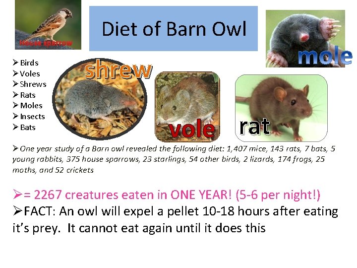 House sparrow ØBirds ØVoles ØShrews ØRats ØMoles ØInsects ØBats Diet of Barn Owl shrew