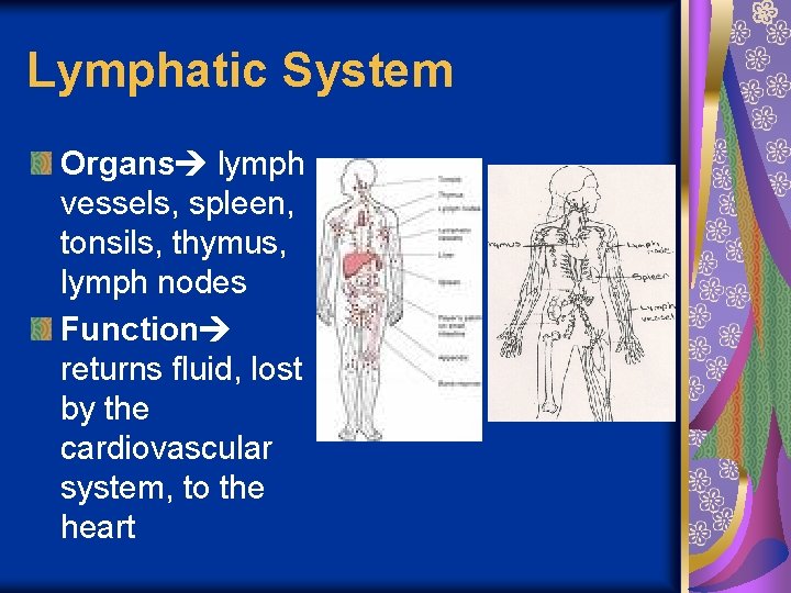 Lymphatic System Organs lymph vessels, spleen, tonsils, thymus, lymph nodes Function returns fluid, lost
