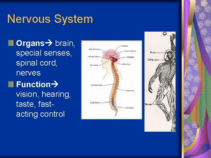 Nervous System Organs brain, special senses, spinal cord, nerves Function vision, hearing, taste, fastacting